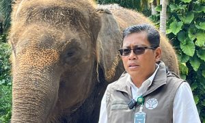 批判浴びる「ゾウ乗り」バリで禁止徹底へ