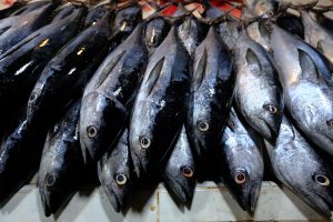 日本向けマグロ・カツオ加工品、関税撤廃へ