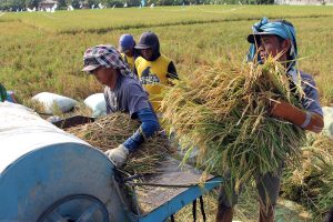 メダンで農家が脱穀作業