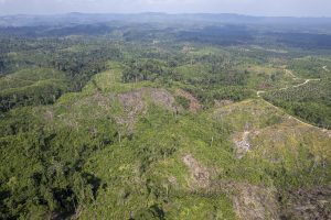 州知事、森林違法開発で政府支持