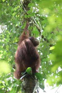 東カリマンタンで希少動植物1618種確認