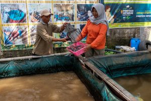 ナマズ養殖、地域の食支える