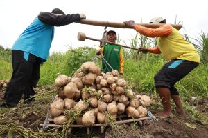 トウモロコシの休作にイモ