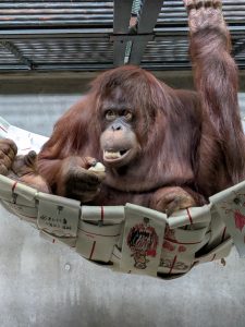 オランウータン「ジェニファー」来園、愛媛・とべ動物園にて２月一般公開へ