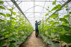 病院屋上で温室メロンを栽培