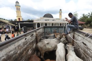 ラマダンに向け牛100頭を支給