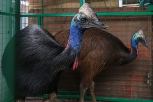希少鳥カソワリ２羽を保護