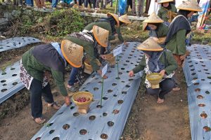 赤タマネギの一斉植え付け
