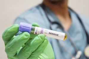 細菌持つ「蚊」デング熱制御ー国内で実証実験、感染防止に期待