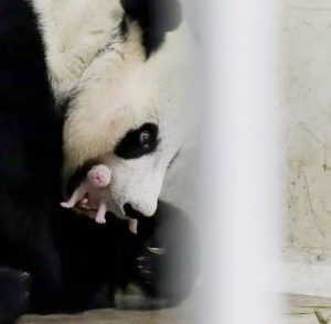 尼国初の赤ちゃんパンダ誕生ー日本はゼロ頭の懸念、外交姿勢鮮明に