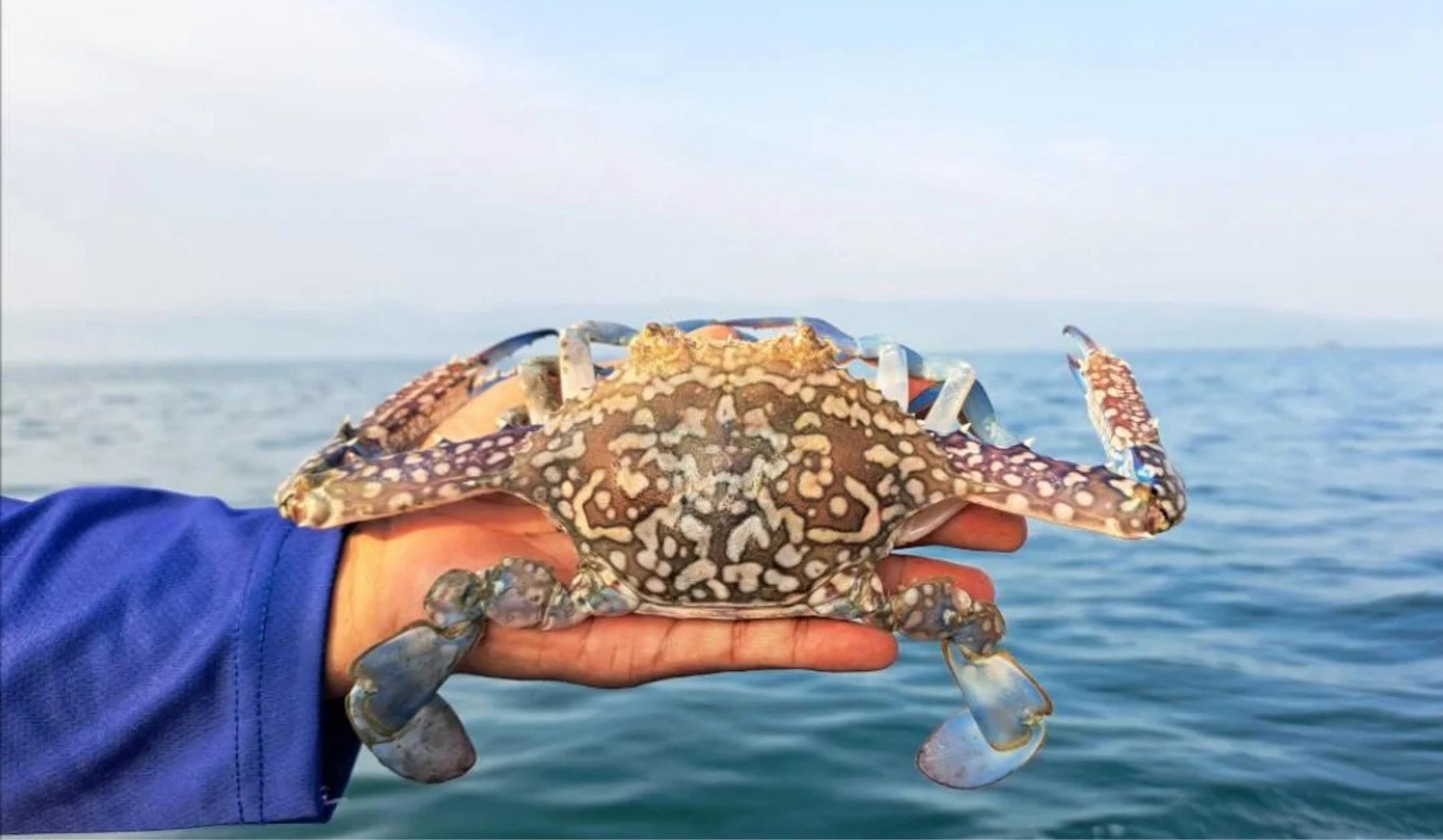 25年の水産輸出5％増、最大市場は米国