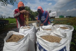 中部ジャワ州でもみ入れ、今年の買い入れ37.5万トン目標