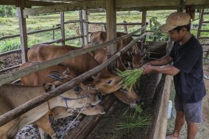 全国で家畜防疫を強化