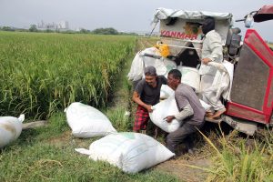 北スマトラでもみ搬出