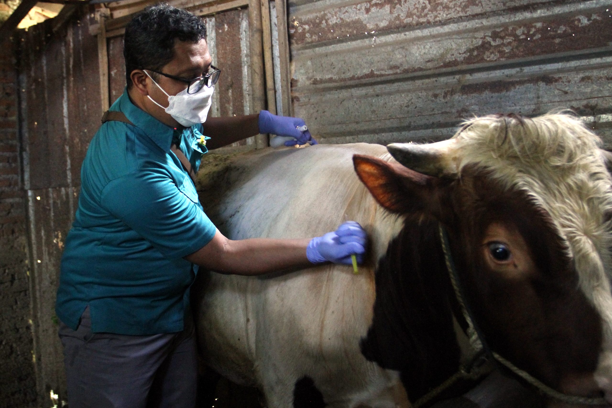 豪州から乳牛を輸入、牛乳生産増目指す