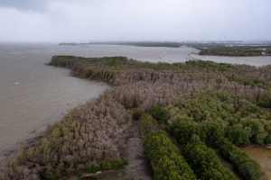 中部ジャワ16カ所を「ブルーカーボン」地域に