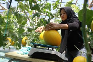 住宅街で水耕メロン