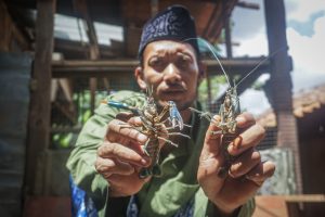 ロブスター稚魚、再び輸出禁止ー密輸規制に効果なし