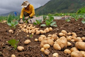 大雨でジャガイモ収穫量半分に