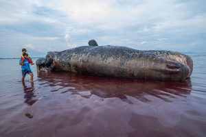 クジラの死骸「海中埋葬に」