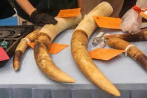 象牙密輸で15人逮捕