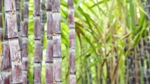 砂糖自給へ支援拡大、苗59億本を配布