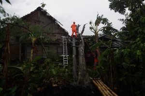 倒木で家屋数十棟が損傷