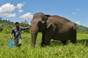 ゾウの生息地回廊整備へ、大統領指示