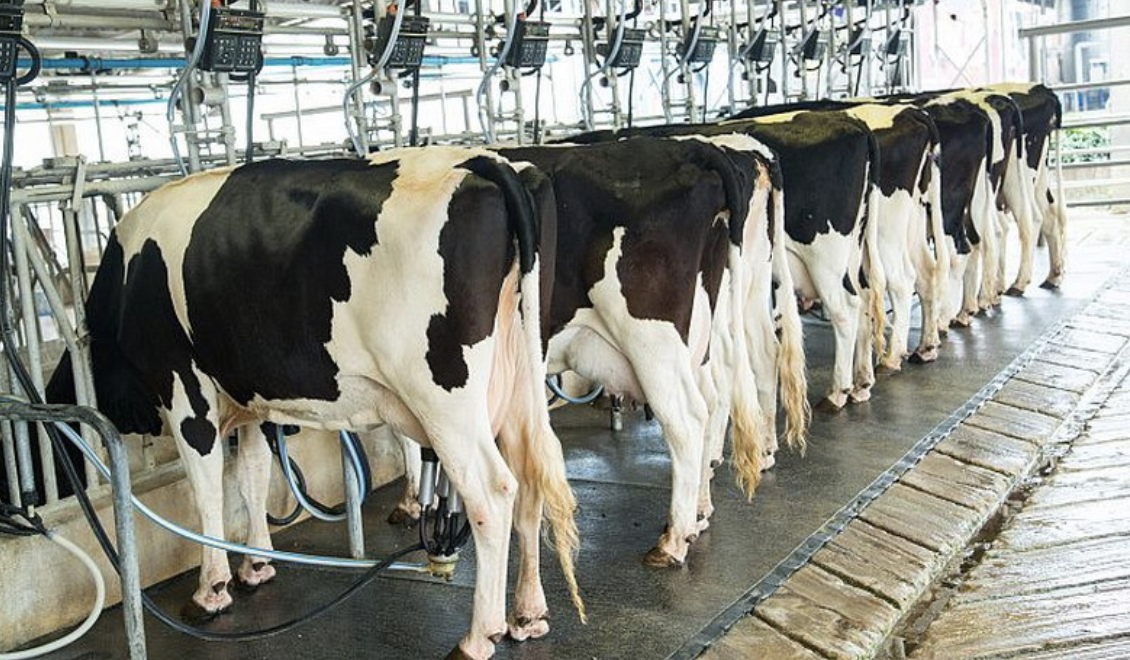 ジャルム系「酪農メガファーム」計画