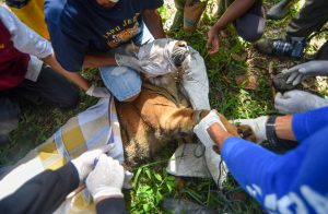トラの子どもを捕獲