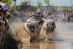 迫力！伝統の牛レース