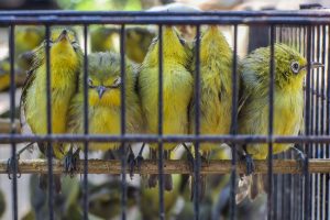 固有鳥類が野生に復帰