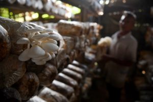 ヒラタケ生産量が大幅に減少