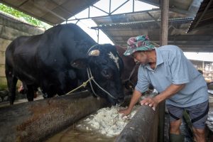 大統領が犠牲祭の牛寄贈