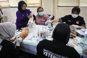 繁殖抑制で不妊手術