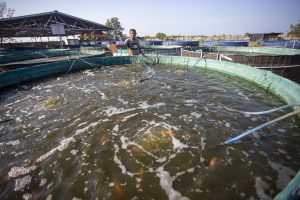 無料給食用の魚を養殖