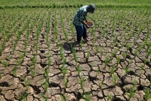 水田の水不足が深刻化