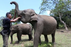 ゾウ被害にはゾウで対策
