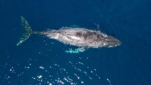 住宅の床下にクジラ、挟まれ死亡