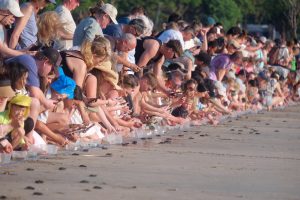 子ガメ500匹を海へ放流