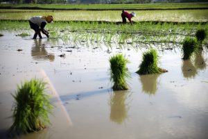 生産拡大で田植え前倒し