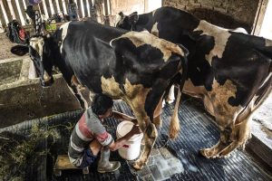 酪農強化で牛乳自給目指す