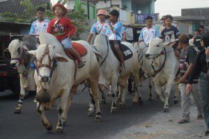 伝統の牛車を次世代にも