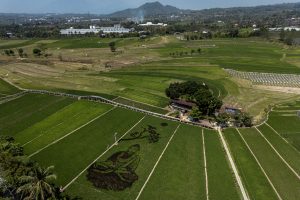 ブッダが水田アートで登場