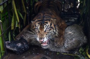 家畜を襲ったスマトラトラ捕獲