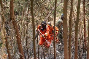 山火事、観光公園にも