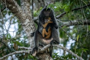 森林火災で危機、野生動物の救助強化へ