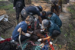 オランウータンにも火災被害