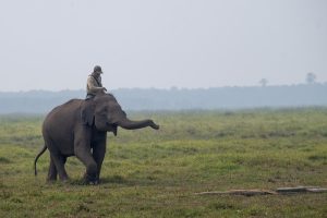 スマトラゾウ15頭の繁殖に成功