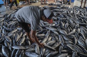 上半期の水産物輸出が好調